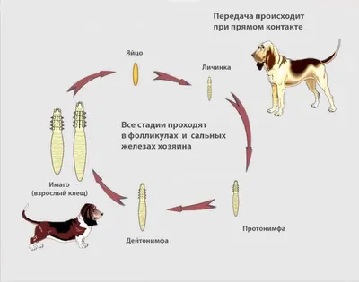 Демодекоз, або підшкірний кліщ у собаки, симптоми, ознаки, лікування - ОлВет