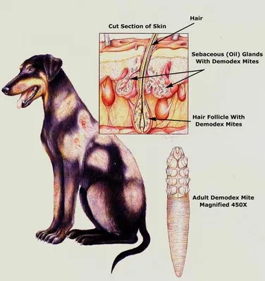 Демодекоз у собаки — Ветеринарные центры малотравматичной хирургии и  комплексного восстановления Лебеди