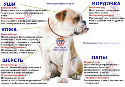 Демодекоз у собак: причины, симптомы - Bravecto RU