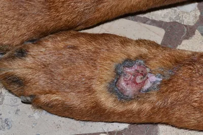Атопический дерматит у собак: причины, симптомы и методы лечения