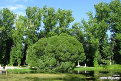 Парк Екатеринбурга Dendrological Редакционное Фотография - изображение  насчитывающей люди, зеленый: 80403582
