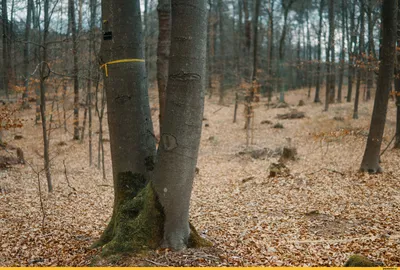 Желтые деревья в Дрездене Германии Стоковое Изображение - изображение  насчитывающей свеже, померанцово: 28497205