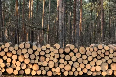 Кленовые Деревья Осенью Gera Тюрингия Германия — стоковые фотографии и  другие картинки Без людей - Без людей, Большой город, Восточная Германия -  iStock