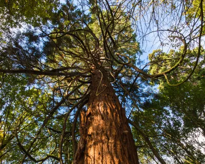 Жуки Короеды Повредили Деревья Лесу Гарц Германии Изменение Климата  Окружающей стоковое фото ©Wirestock 499859046