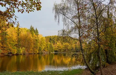 Пасхальное дерево. Германия | Пикабу