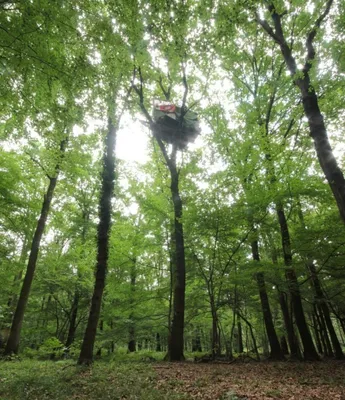 Исчезли немецкие леса: почему и как? Ученые нашли причину