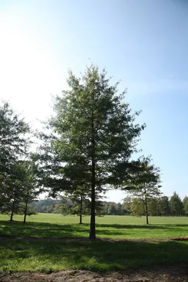 Deutschland.de - А вы видели такие деревья? В 2019 году в Германии  приступили к реализации программы по охране деревьев-долгожителей -  Nationalerbe-Baum. Сейчас в список таких национальных памятников природы  Немецкого дендрологического общества включено