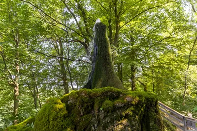 6 лет жизни на деревьях: как активисты Германии защищают древний лес