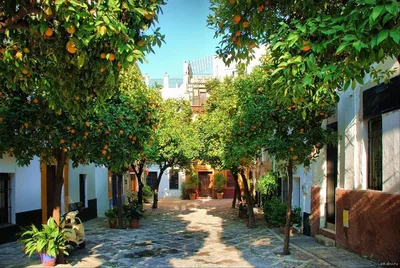 Оранжевое дерево в Севилье Испании Стоковое Изображение - изображение  насчитывающей достопримечательностью, самомоднейше: 88060765