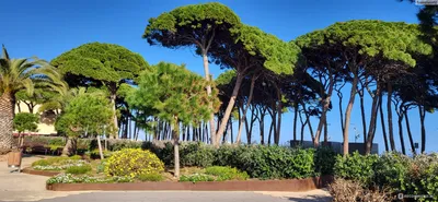 Севилья Андалусия, Испания: старое большое дерево Стоковое Изображение -  изображение насчитывающей завод, урбанско: 88205985