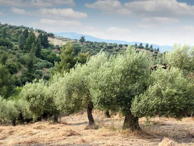 В Испании оценили последствия засухи для производителей оливкового масла -  РИА Новости, 28.10.2022