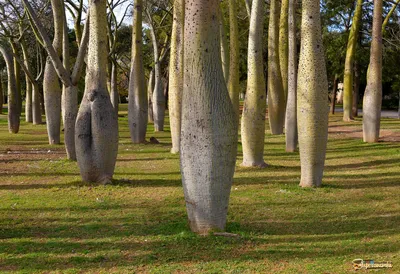 В Испании выпустили приложение для идентификации деревьев. Испания  по-русски - все о жизни в Испании
