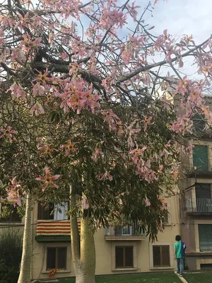 Самое высокое дерево Валенсия. Испания по-русски - все о жизни в Испании