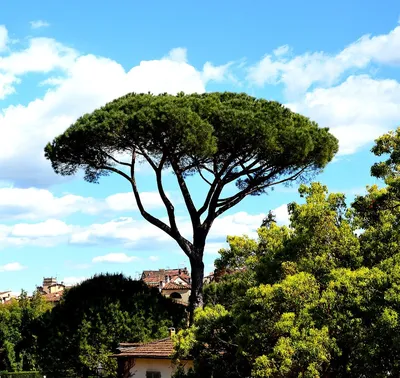 Деревья Италии фото фотографии