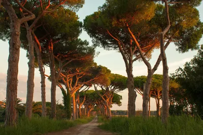 Не обычные по своей форме деревья в Италии — Фото №80165
