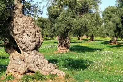Оливковые Деревья В Италии — стоковые фотографии и другие картинки Без  людей - Без людей, Ветвь - часть растения, Время года - iStock