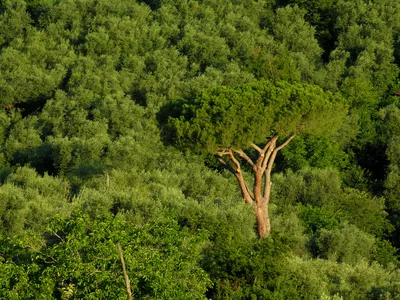 В Италии придется уничтожить не менее 10 млн плодовых деревьев | ИА Красная  Весна