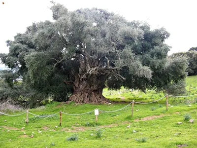 Дерево мышления - старинное оливковое дерево в Апулии, Италия | Tree, Olive  tree, Beautiful world