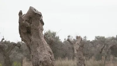 Монументальные оливковые деревья - Апулия - туристические  достопримечательности, Что посмотреть? Руководство.