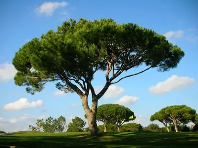 Итальянские деревья в парке виллы боргезе в Риме (Италия) Стоковое  Изображение - изображение насчитывающей путешествие, италия: 175314507