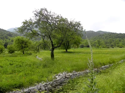 Картина на холсте \"Италия, поле, деревья\" 240x90 см. с алюминиевыми  подвесами, в тубусе - купить по низкой цене в интернет-магазине OZON  (564348440)
