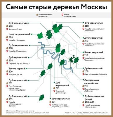 Самые старые деревья Москвы растут в Коломенском, на Арбате и на Таганке -  Москвич Mag