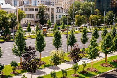 Москвичка поделилась воспоминаниями о спасении вековых деревьев в центре  Москвы - Мослента