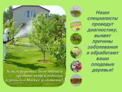 Сирень обыкновенная Небо Москвы /Syringa vulgaris/ - Лиственные деревья,  кустарники - Kаталог - stadi-sakstagals.lv