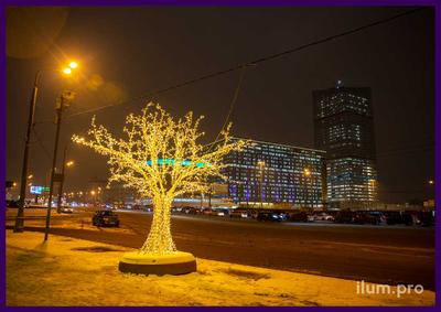 Тропики за углом. Уникальные растения, которые можно увидеть в оранжереях  Москвы - Ведомости.Город