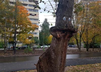 Лиственные деревья Клёна купить в Москве и Подмосковье