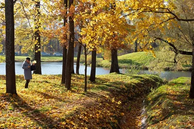 Viacheslav Eremin | Желтая акация (семейство Бобовые) - Дикорастущие деревья,  кустарники, травы Москвы и ближайшего Подмосковья.