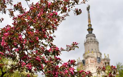 На Тверской посадили деревья | moscowwalks.ru