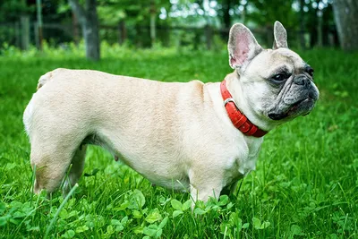 Французский бульдог собака: фото, характер, описание породы