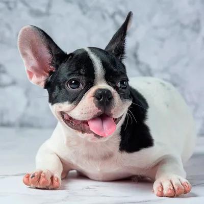 Французский бульдог 🐶 — описание, фото, характер и правила дрессировки  собак породы французский бульдог на Pet Guide🐾