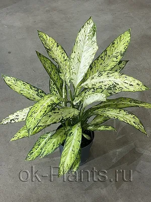 Диффенбахия Везувий / Dieffenbachia Vesuvius 75 см - Кошык Кветак