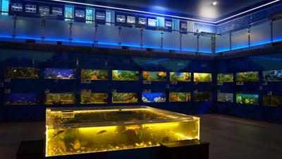 Дом аквариум Челябинск фото