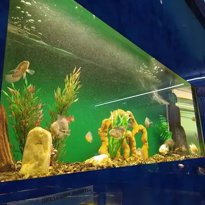 Файл:Дом-аквариум в Челябинске3.JPG — Википедия