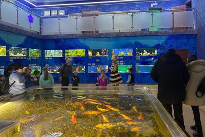 Дом-аквариум в Челябинске заплатит штраф за отсутствие лицензии | Уральский  меридиан