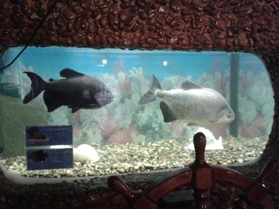 Отзыв о Дом-аквариум (Россия, Челябинск) | И дом - не аквариум, и уровень  не тот