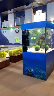 Дом аквариум, Челябинск :: Просмотр темы :: Шадринский форум