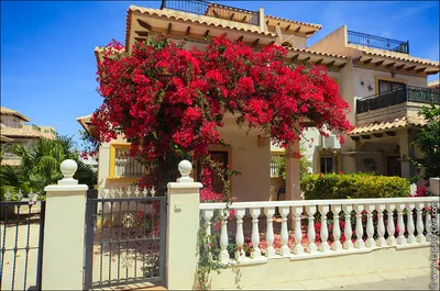 Недвижимость в Испании на побережье моря Коста Бланка, Торревьеха, Аликанте  | Torrevieja