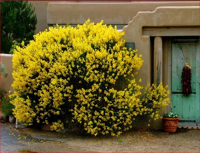 Дрок испанский (Genista hispanica) - PictureThis