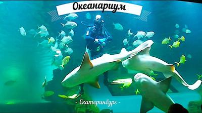 Океанариум в Екатеринбурге официальный сайт , цены , билеты , расписание на  шоу
