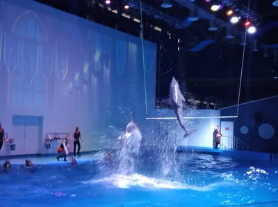 Погружения и дайвинг с дельфинами в Екатеринбурге - Тритон дайвинг-центр