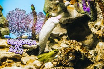 В океанариуме Екатеринбурга появятся 20 новых видов экзотических рыб и  много гидробионтов | Уральский меридиан