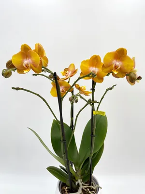 Phalaenopsis Las Vegas - Орхидеи, орхидеи уход субстратов, Oрхидариумы