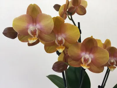 Phalaenopsis Orchid, Las Vegas Exclusivo – Rebel Plants
