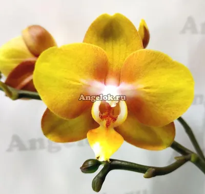 Phalaenopsis Las Vegas 'Bronze' (2 Rispen) | Orchideen-Wichmann.de -  Highest horticultural quality and experience since 1897