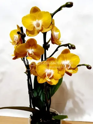 Phalaenopsis LAS VEGAS — Plant Wholesale FlorAccess