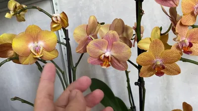 Orchidée Phalaenopsis LAS VEGAS Gold - 2-3 spikes